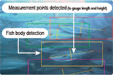 Image showing AI detection of yellowtail