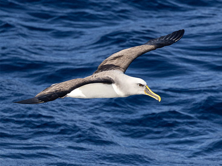 【写真】海鳥